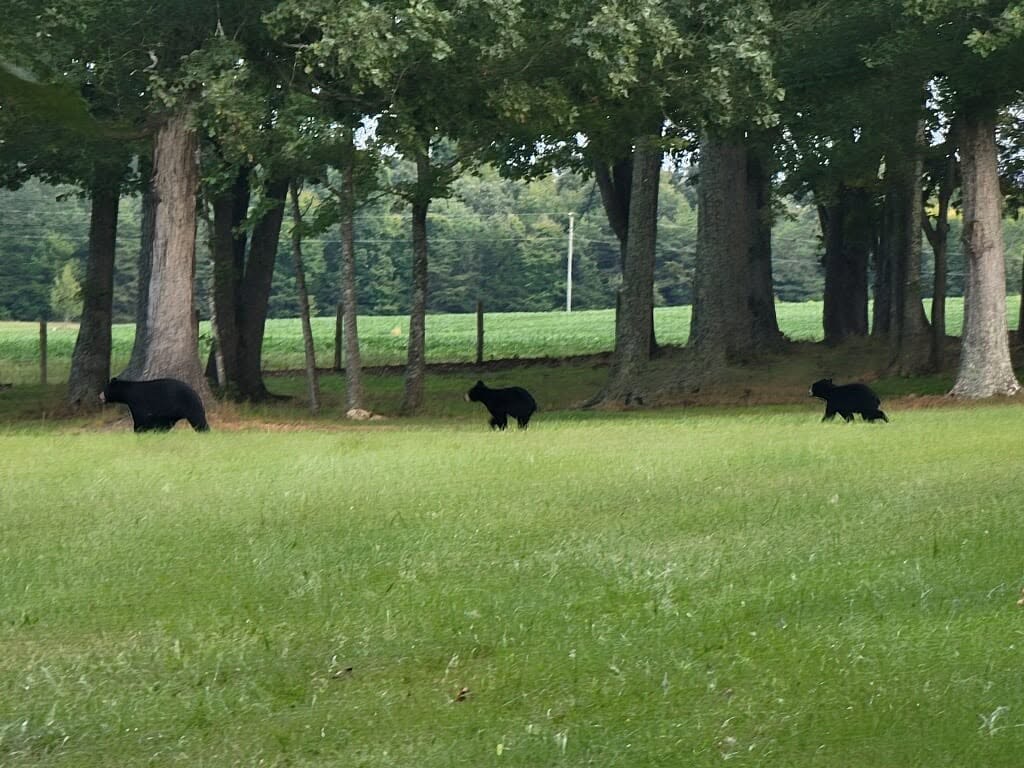 Mecklenburg golf course